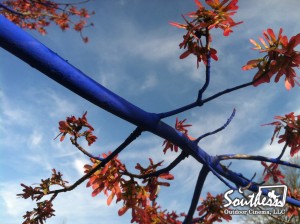 Blue Trees in the Park of Atlanta