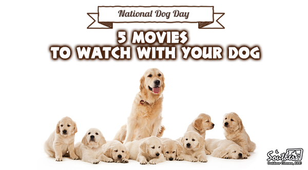 Videos to watch with your dog hot sale